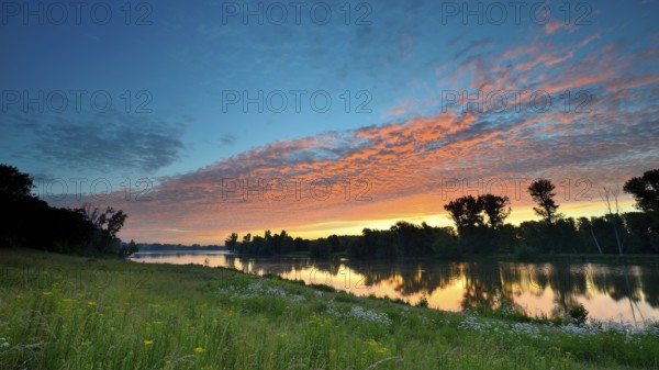 Morning glow on the Old Rhine with valerian (Valeriana officinalis) and deciduous trees, Xanten,