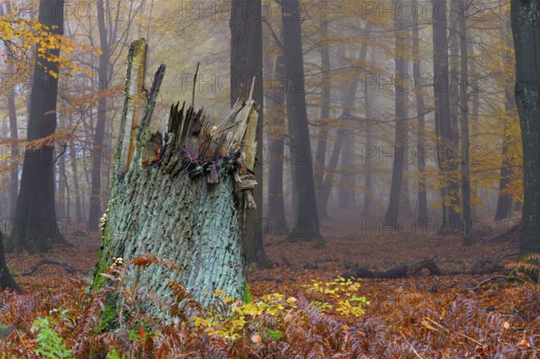 Tree stump, beech forest, natural forest cell in Hiesfeld Forest, North Rhine-Westphalia, Germany,