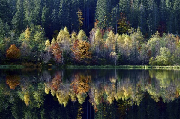 Trees reflected in the Sankenbachsee, Karsee, autumn, near Baiersbronn, Freudenstadt district,