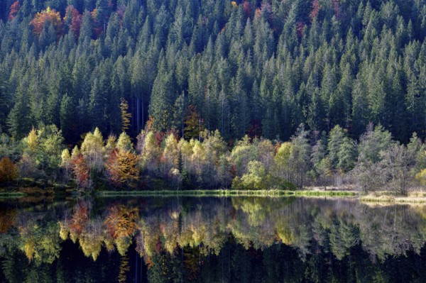 Trees reflected in the Sankenbachsee, Karsee, autumn, near Baiersbronn, Freudenstadt district,