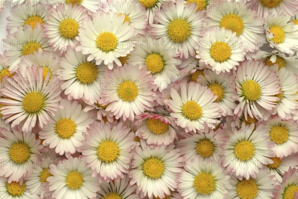 Common daisy (Bellis perennis), medicinal plant, naturopathy classifies the daisy among other