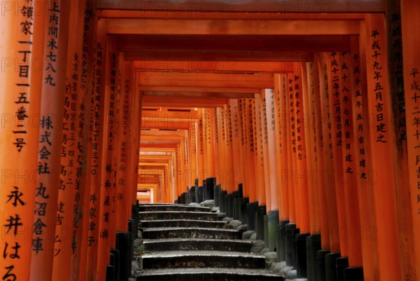 Red Gates, Torii Gates, Avenue of Torii, Taisha, Kyoto, Tori, Fushimi Inari Shrine, Kyoto, Japan,