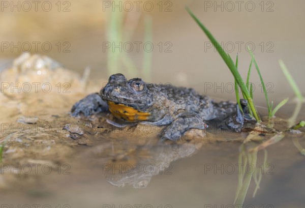Yellow-bellied toad (Bombina variegata) on the waterfront, Kalkalpen National Park, Upper Austria,