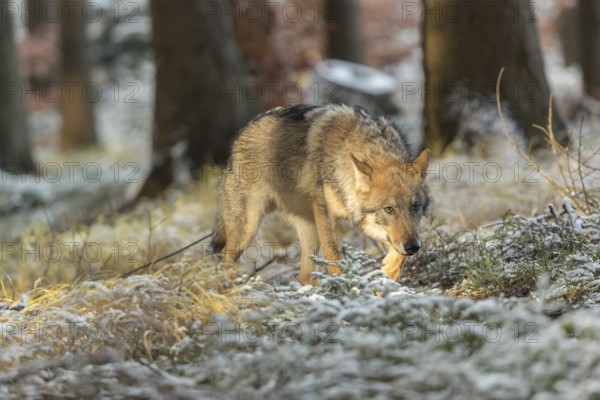 One young male eurasian gray wolf (Canis lupus lupus) running thru the snow-covered undergrowth of