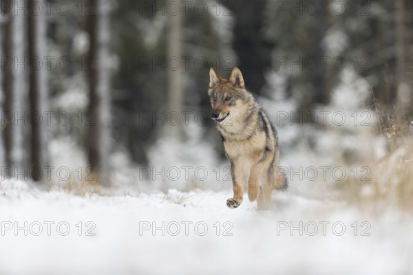 One young male eurasian gray wolf (Canis lupus lupus) running thru the snow-covered undergrowth of