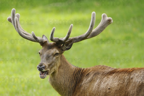 Stag with protruding antlers and open mouth in a green environment, red deer (Cervus elaphus),