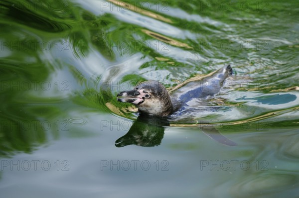 Penguin moves calmly in the shimmering green water, surroundings in harmonious motion, Humboldt