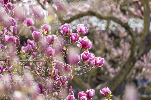 Magnolia blossom (Magnolia) at Wilhelma Stuttgart. According to Wilhelma, the Moorish Garden is