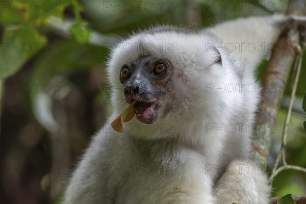 Silky sifaka (Propithecus candidus) in the mountain cloud forests of Marojejy National Park in