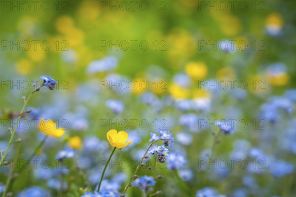 Yellow buttercups (Ranunculus acris) and wild blue-flowering forget-me-nots (Myosotis) in a meadow.
