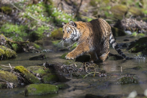 One young female Siberian Tiger, Panthera tigris altaica, standing on shore of a creek in a forest.