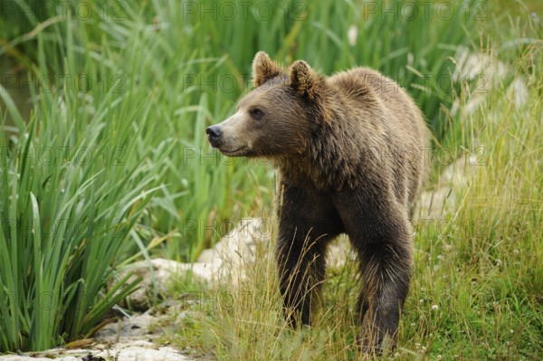 An attentive bear moves across the meadow, Eurasian brown bear (Ursus arctos arctos), Bavarian