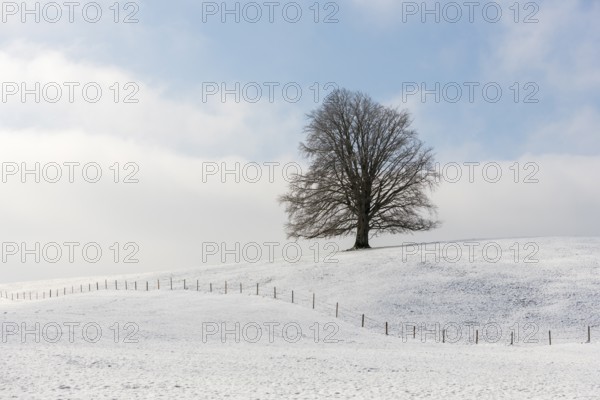 Single tree on snow-covered hill against blue sky, Neuschwanstein, Ried, Ostallgäu, Allgäu, Swabia,