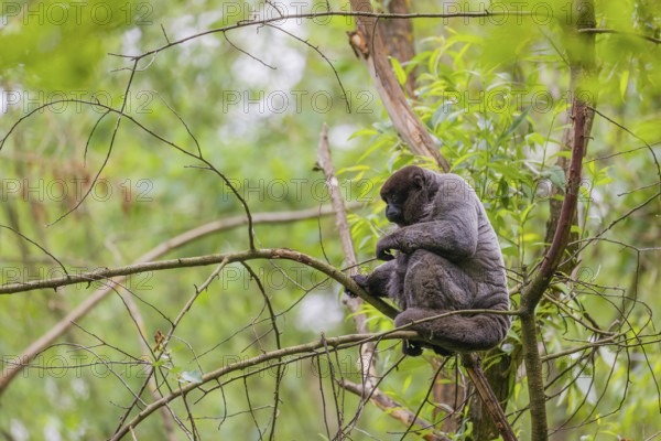A common woolly monkey, brown woolly monkey, or Humboldt's woolly monkey (Lagothrix lagothricha)