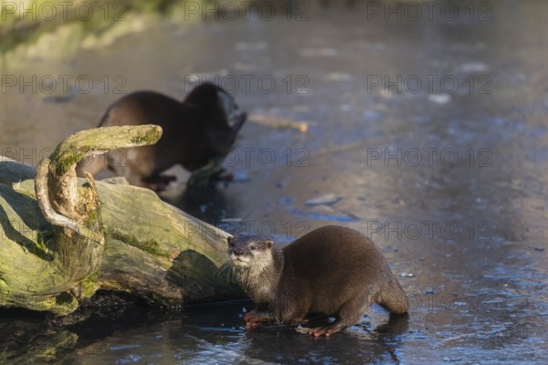 Two oriental small-clawed otter or Asian small-clawed otter (Aonyx cinerea), play with a small