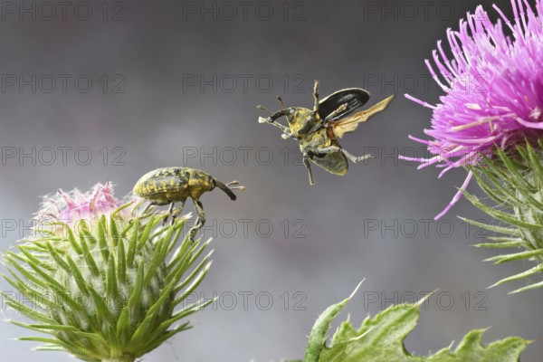 Thistle weevil (Larinus turbinatus) in flight on the flower of the common thistle (Cirsium vulgare)