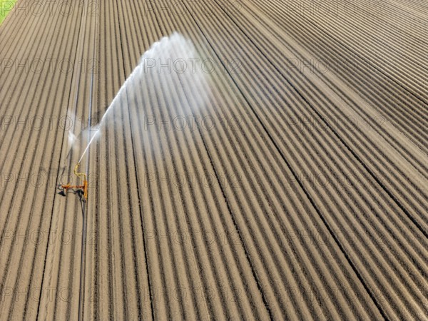 Artificial irrigation of a potato field in April, with a sprinkler system, long drought in spring