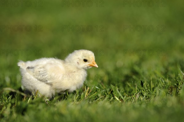 A single chick runs across green grass in bright daylight, domestic fowl (Gallus gallus