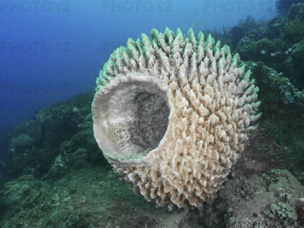 Barrel sponge, barrel sponge (Xestospongia testudinaria) in the middle of an ocean scene, dive site
