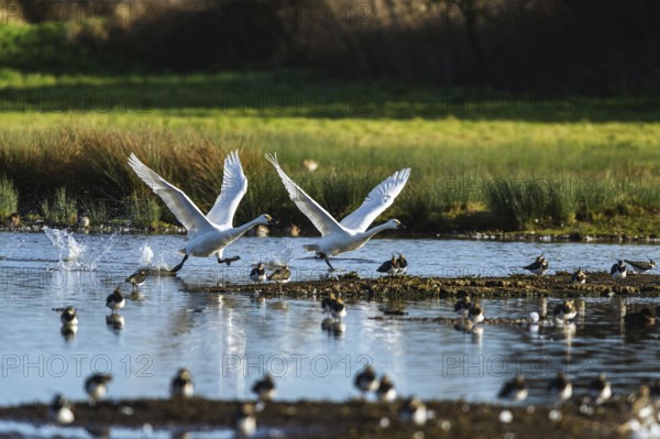 Tundra Swan, Bewick's Swan, Cygnus columbianus in flight at winter in Slimbridge, England, United