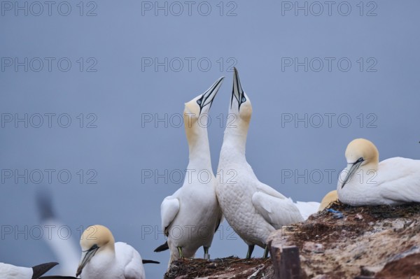 Northern gannet (Morus bassanus) couple greeting each other with their beaks, wildlife, Helgoland,