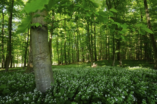 A green forest with many trees and a blooming meadow full of white flowers flooded with sunlight,