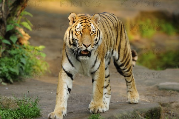 A determined tiger about to roam the natural environment, Siberian tiger (Panthera tigris altaica),