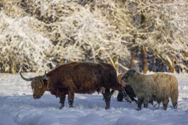 A highland cow (Bos primigenius taurus) and two calves stand at the edge of a forest on a
