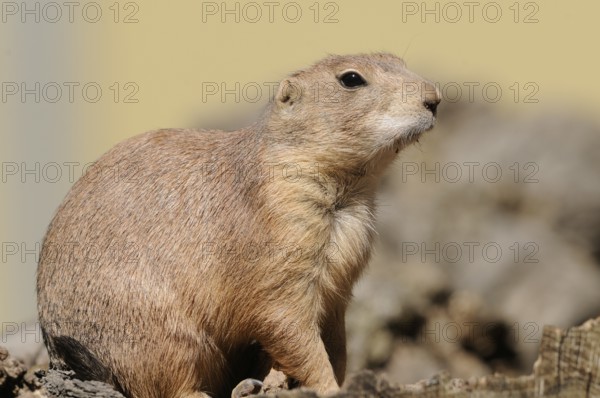 An upright prairie dog sits on wood and looks into the distance, black-tailed prairie dog (Cynomys