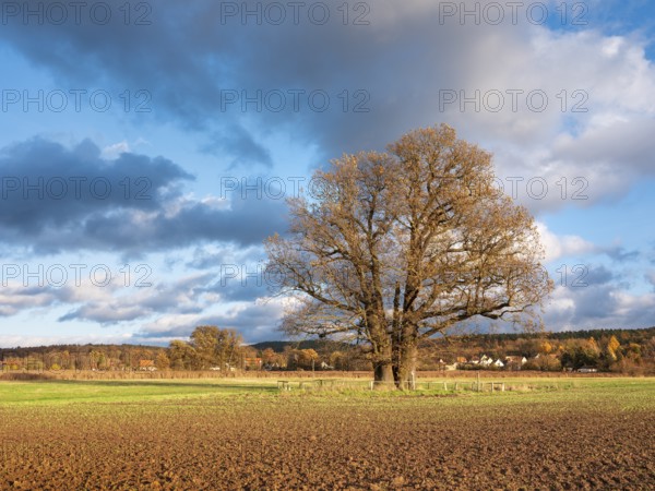Ploughed field with huge solitary oak under blue sky with clouds in autumn, giant tree, natural