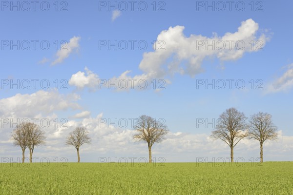 Row of trees, bare lime trees (Tilia) on a green grain field, blue cloudy sky, North
