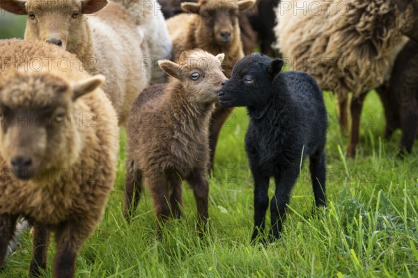 Two lambs, brown and black, sniffing each other, flock of sheep, Ouessant sheep (Breton dwarf
