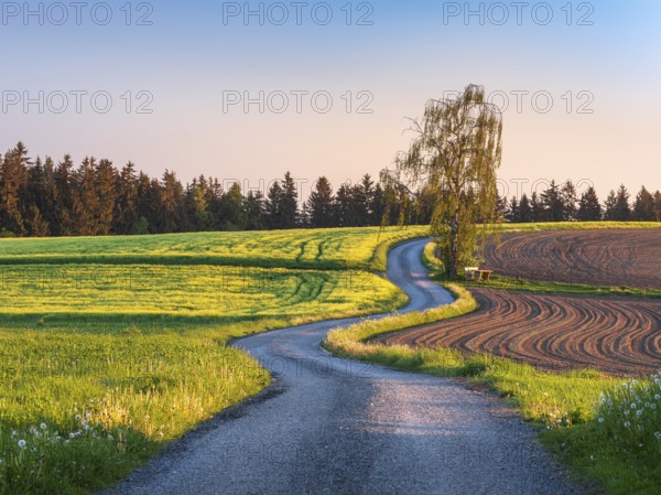 Field path winds through typical field landscape in spring in the morning light under blue sky,