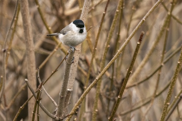 Willow Tit (Poecile montanus) sitting on a bare branch surrounded by brown twigs in a wintry