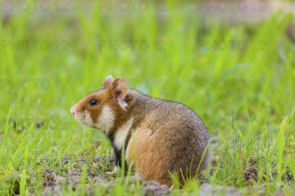 A European hamster (Cricetus cricetus), Eurasian hamster, black-bellied hamster or common hamster,