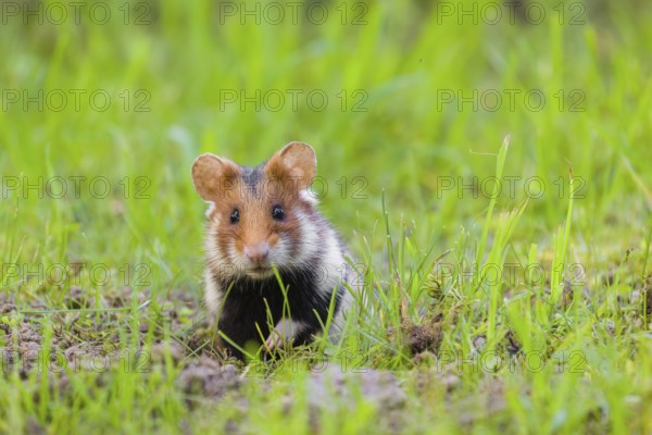 A European hamster (Cricetus cricetus), Eurasian hamster, black-bellied hamster or common hamster,