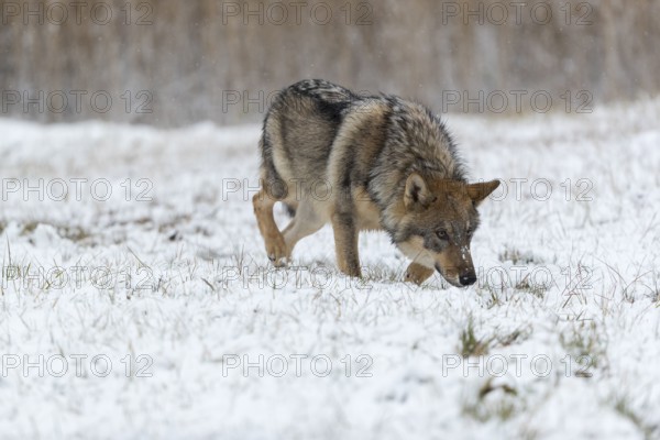 One young male eurasian gray wolf (Canis lupus lupus) running over a snow covered meadow during