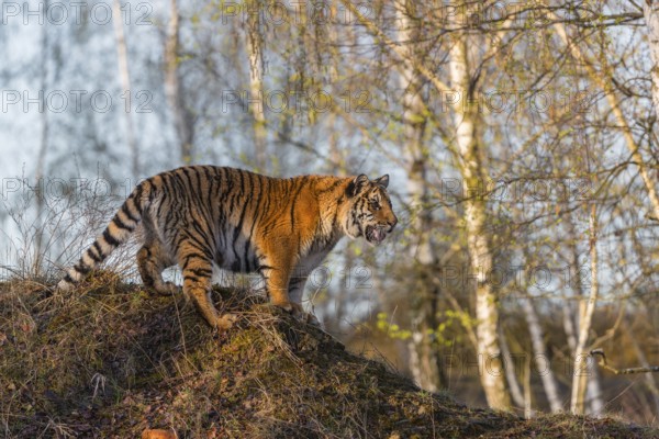 One young female Siberian Tiger, Panthera tigris altaica, posing on top of a small hill in a birch
