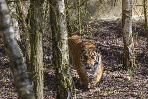 One young female Siberian Tiger, Panthera tigris altaica, walking thru a birch tree forest. Early