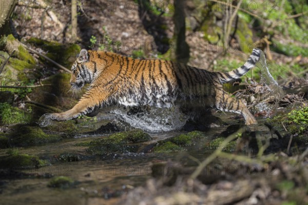 One young female Siberian Tiger, Panthera tigris altaica, walking thru a creek in a forest. Early