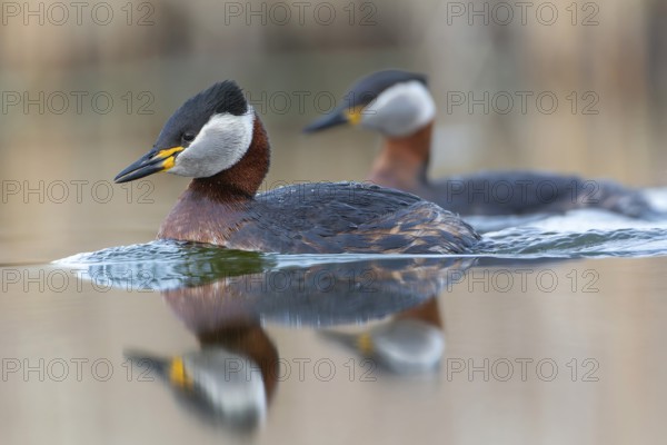 Red-necked Grebe (Podiceps grisegena) grebe, courtship, pair formation, reed and shallow water