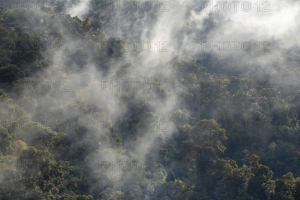Tropical cloud forest, Monte Verde St. Elena, San Jose Province, Central Mountain Range, Costa