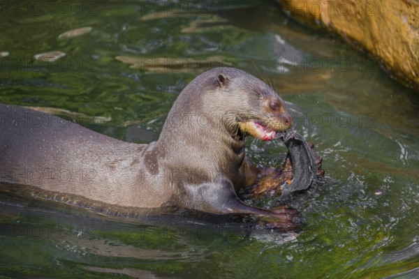 A giant otter or giant river otter (Pteronura brasiliensis) sits in the shallow water of a small