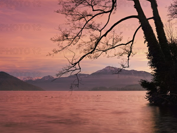 Evening atmosphere on Lake Zug with a tree with ivy in the foreground and the snow-covered Rigi in