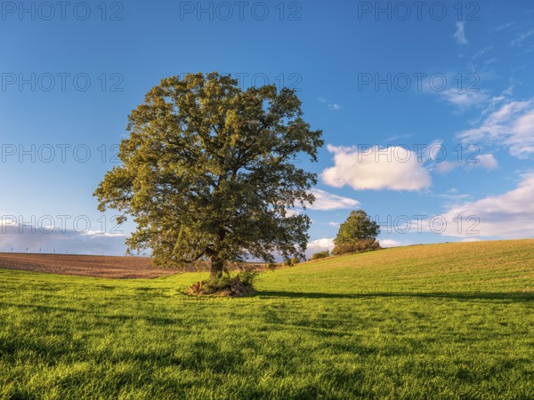 Green field with solitary oak tree under blue sky with clouds in autumn, Burgenlandkreis,