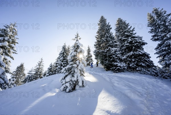 Snowshoe hiker in snowy winter forest with sun star, ascent to Teufelstättkopf, Snowy mountain