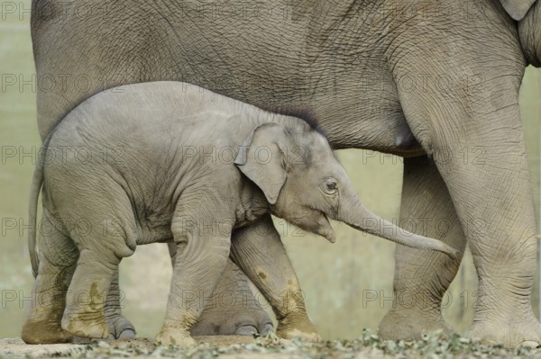 A baby elephant cuddles up to its mother's legs as they walk in the wild, Asian elephant (Elephas
