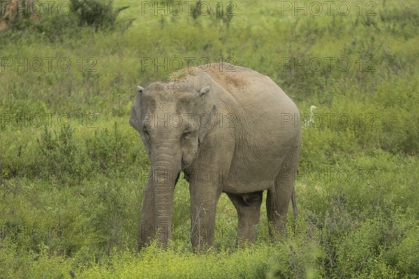 Indian elephants (Elephas maximus indicus), Khiri Khan, Hua Hin, Kui Buri National Park, Thailand,