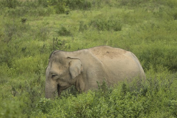 Indian elephants (Elephas maximus indicus), Khiri Khan, Hua Hin, Kui Buri National Park, Thailand,