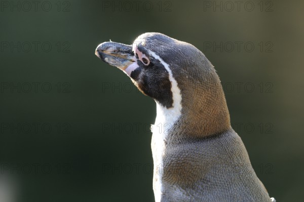 Portrait of a focussed penguin with detailed feather structure against a blurred background,